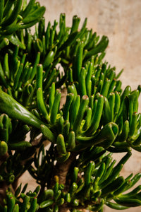 Crassula Hobbit (Local Delivery or Click & Collect Only)