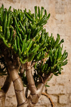 Load image into Gallery viewer, Crassula Hobbit (Local Delivery or Click &amp; Collect Only)

