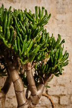 Load image into Gallery viewer, Crassula Hobbit (Local Delivery or Click & Collect Only)