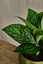 Load image into Gallery viewer, Epipremnum Pinnatum 'Marble Planet'