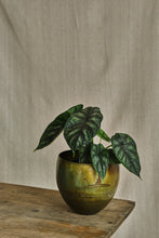 Load image into Gallery viewer, Alocasia Baginda 'Dragon Scale'