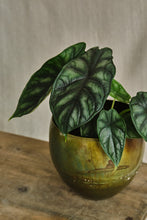 Load image into Gallery viewer, Alocasia Baginda 'Dragon Scale'