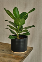 Load image into Gallery viewer, Ficus Benghalensis 'Audrey'