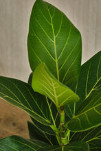 Load image into Gallery viewer, Ficus Benghalensis 'Audrey'