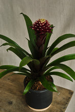 Load image into Gallery viewer, Guzmania lingulata 'Francesca'