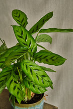 Load image into Gallery viewer, Calathea Leopardina