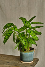Load image into Gallery viewer, Calathea Leopardina