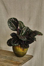 Load image into Gallery viewer, Calathea roseopicta 'Dottie'