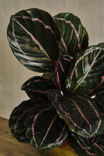 Load image into Gallery viewer, Calathea roseopicta 'Dottie'