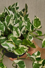 Load image into Gallery viewer, Epipremnum Aureum 'N'Joy'