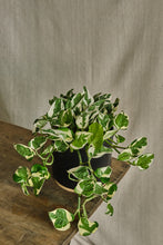 Load image into Gallery viewer, Epipremnum Aureum 'N'Joy'