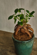 Load image into Gallery viewer, Ficus Retusa 'Ginseng'