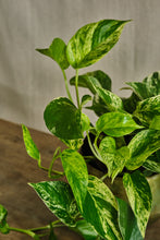 Load image into Gallery viewer, Epipremnum Aureum 'Marble Queen'