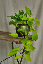 Load image into Gallery viewer, Epipremnum Aureum 'Neon'
