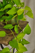 Load image into Gallery viewer, Epipremnum Aureum 'Neon'