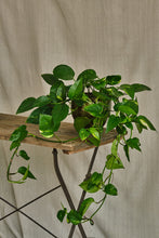 Load image into Gallery viewer, Epipremnum aureum