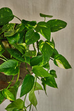 Load image into Gallery viewer, Epipremnum aureum