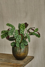 Load image into Gallery viewer, Ctenanthe burle-marxii 'Amabilis'