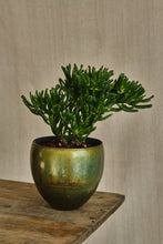 Load image into Gallery viewer, Crassula ovata 'Gollum'