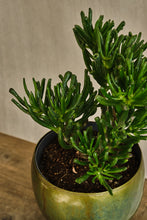 Load image into Gallery viewer, Crassula ovata 'Gollum'