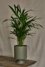 Load image into Gallery viewer, Areca Palm