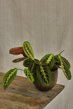 Load image into Gallery viewer, Maranta Leuconeura 'Fascinator'