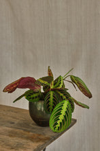 Load image into Gallery viewer, Maranta Leuconeura 'Fascinator'