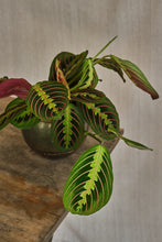 Load image into Gallery viewer, Maranta Leuconeura 'Fascinator'