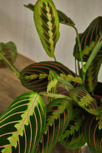 Load image into Gallery viewer, Maranta Leuconeura 'Fascinator'
