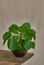Load image into Gallery viewer, Pilea Peperomioides