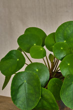 Load image into Gallery viewer, Pilea Peperomioides