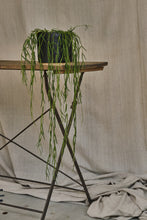 Load image into Gallery viewer, Hoya Linearis