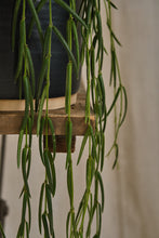 Load image into Gallery viewer, Hoya Linearis