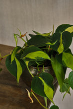 Load image into Gallery viewer, Philodendron Scandens Brasil