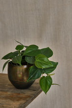 Load image into Gallery viewer, Philodendron Scandens