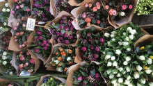 Load image into Gallery viewer, Click & Collect Posies