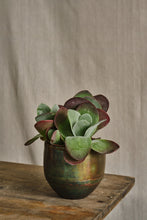 Load image into Gallery viewer, Kalanchoe Thyrsiflora