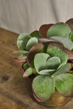 Load image into Gallery viewer, Kalanchoe Thyrsiflora