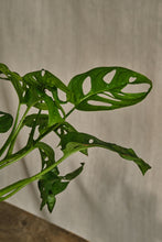 Load image into Gallery viewer, Monstera Adansonii