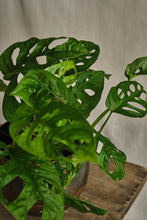 Load image into Gallery viewer, Monstera Adansonii
