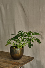 Load image into Gallery viewer, Monstera Adansonii