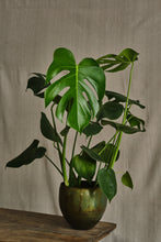 Load image into Gallery viewer, Monstera Deliciosa