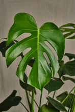 Load image into Gallery viewer, Monstera Deliciosa