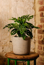 Load image into Gallery viewer, Monstera Adansonii