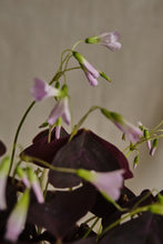 Load image into Gallery viewer, Oxalis Triangularis