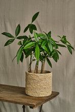 Load image into Gallery viewer, Pachira Aquatica