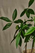 Load image into Gallery viewer, Pachira Aquatica