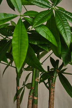 Load image into Gallery viewer, Pachira Aquatica