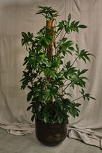 Load image into Gallery viewer, Philodendron Pedatum (Local Delivery or Click & Collect Only)