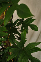 Load image into Gallery viewer, Philodendron Pedatum (Local Delivery or Click & Collect Only)